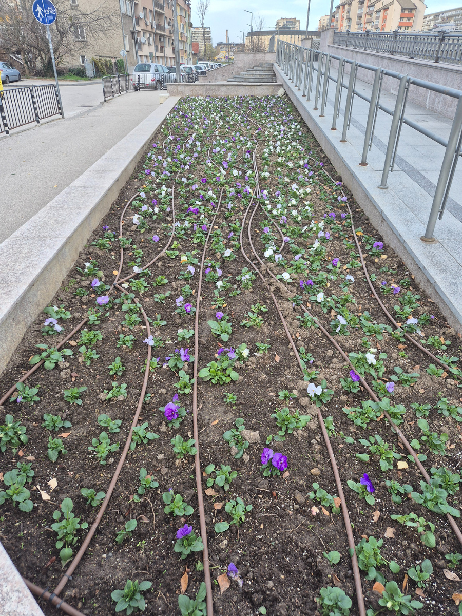 Община под зиму вдруг высадила целую клумбу новых цветов у реки.