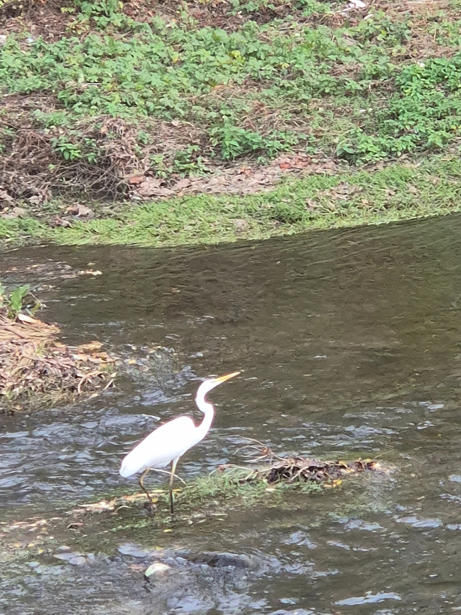 Греется на солнышке цапля.