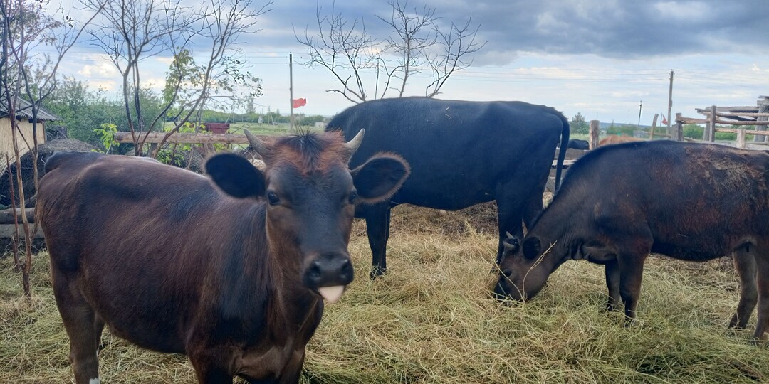 Часть 5.Как мы вляпались в сельское хозяйство. Баська