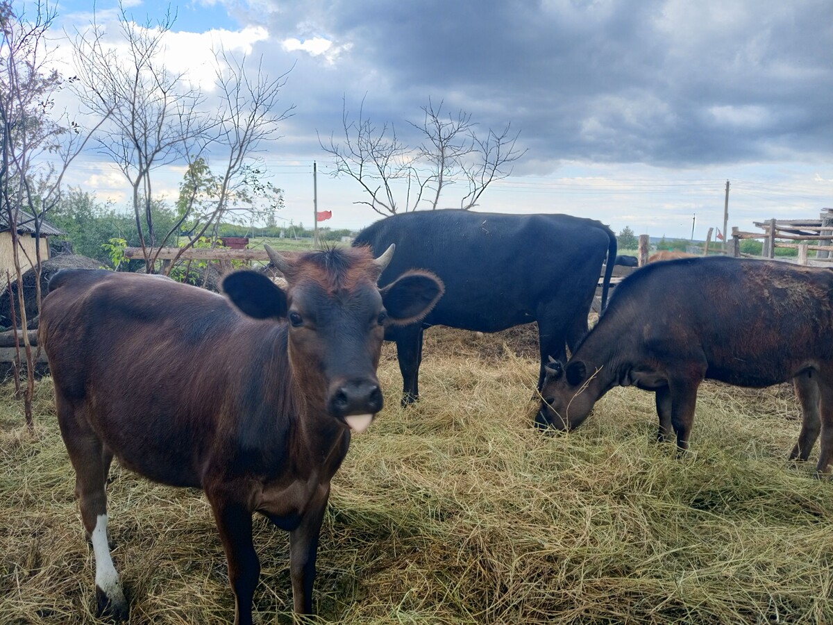 Вам привет от Феи