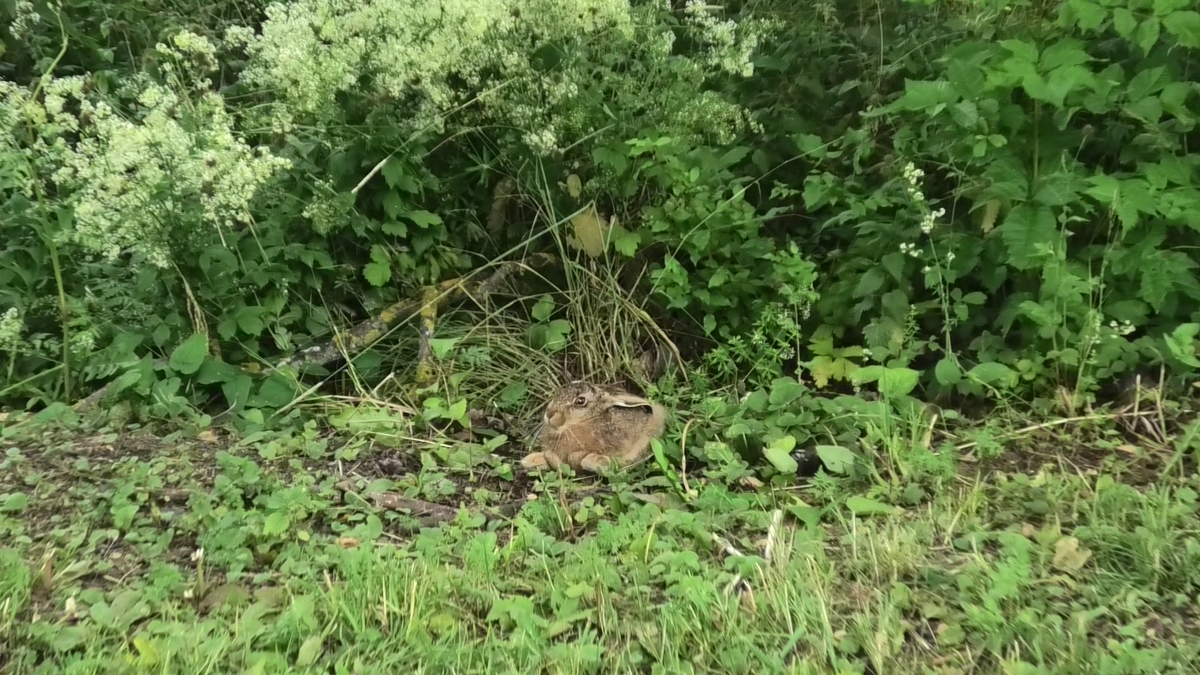 Зайчик спрятался в другом месте