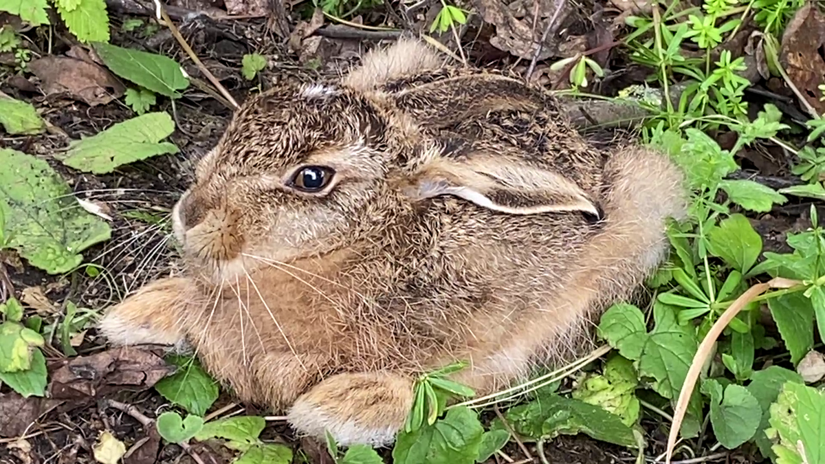 Узнаём зайчонка по белому пятнышку на головке