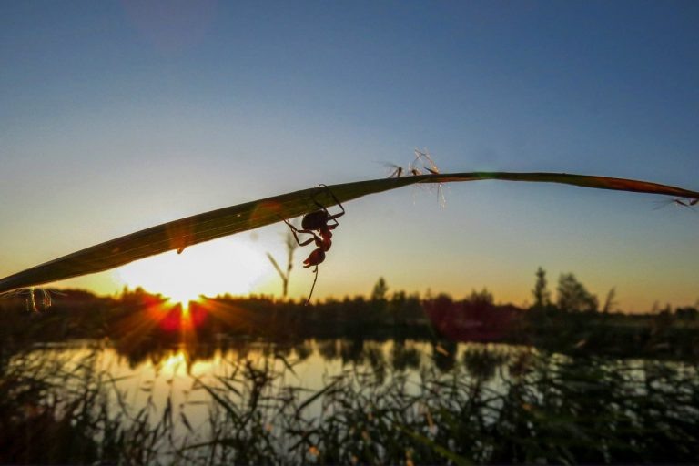 Фото: минкульт Курской области