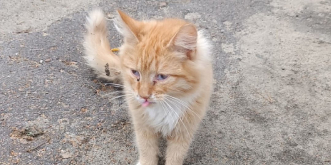 История одного орловского рыжика: от улицы до дивана, но с долгом в клинике