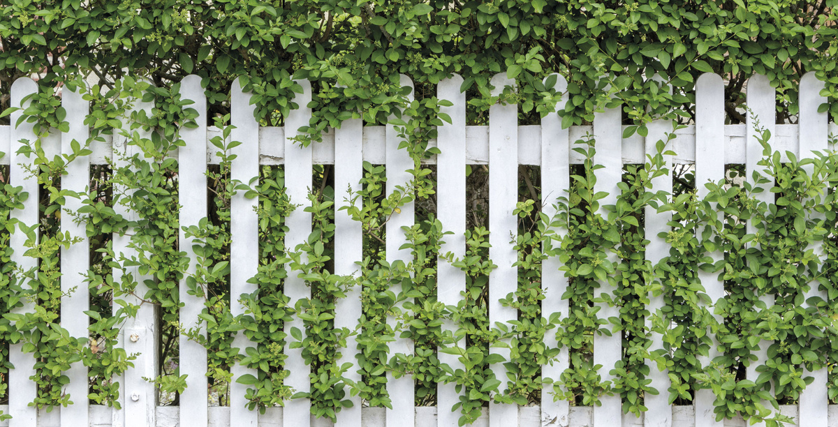 деревянный крашеный забор, яндекс картинки