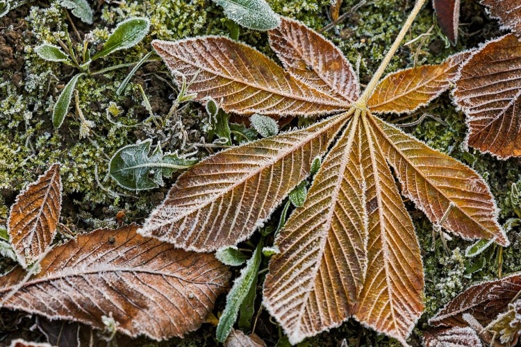    «В прошлом году тоже ноябрь был достаточно теплым. Октябрь 8 лет подряд у нас был теплым. Все из-за глобального потепления. Климат стал нервным», — говорит Переведенцев.   
Фото: «БИЗНЕС Online»