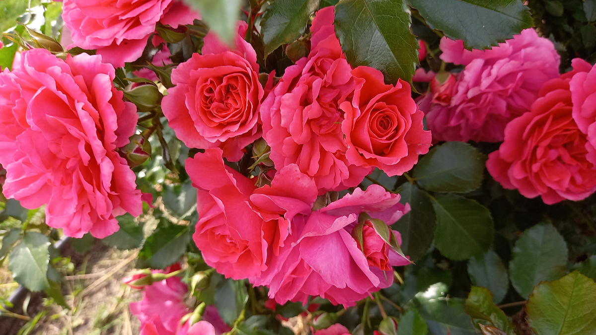 Розариум Ютерсен