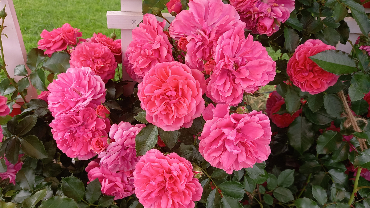 Розариум Ютерсен