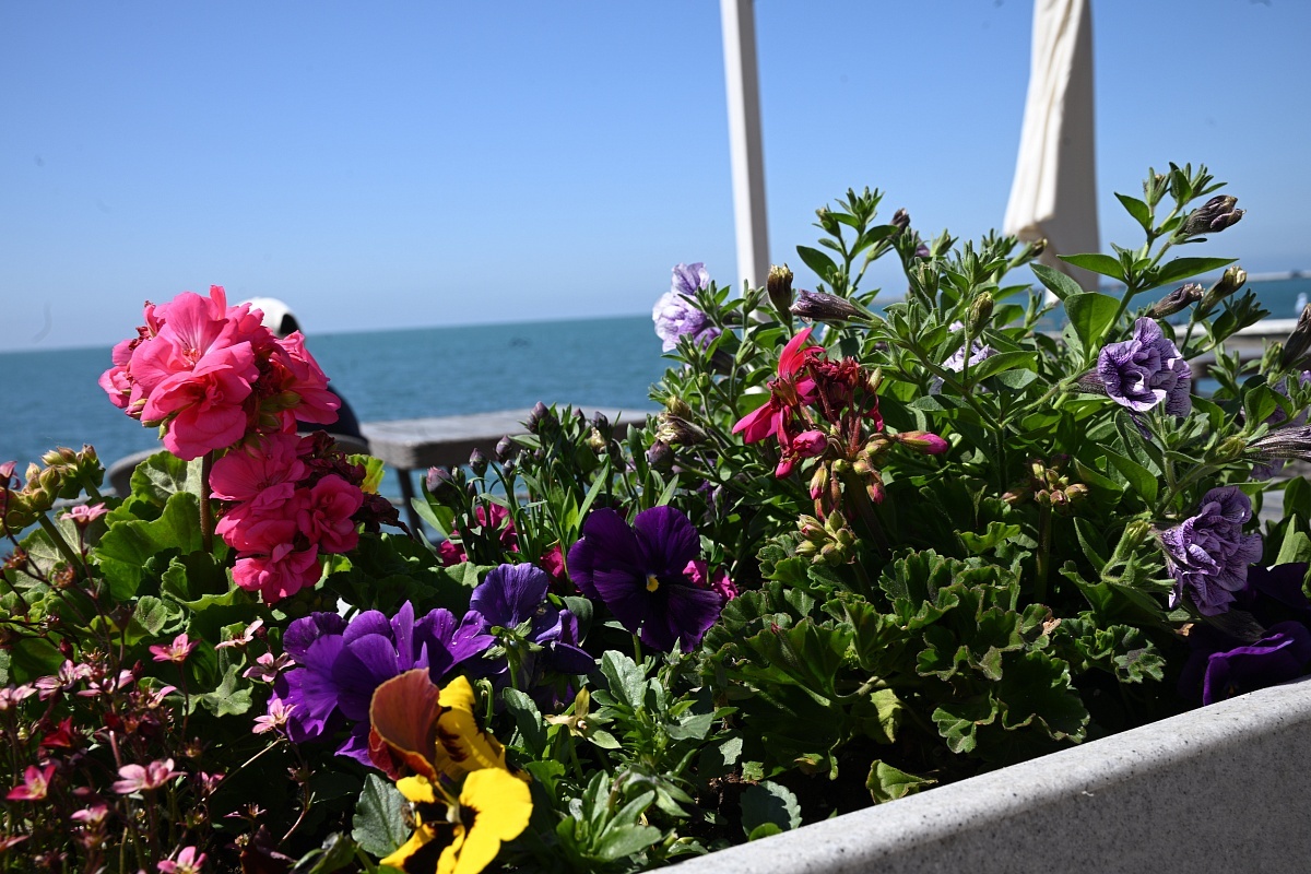    Фото: пресс-служба администрации города Сочи