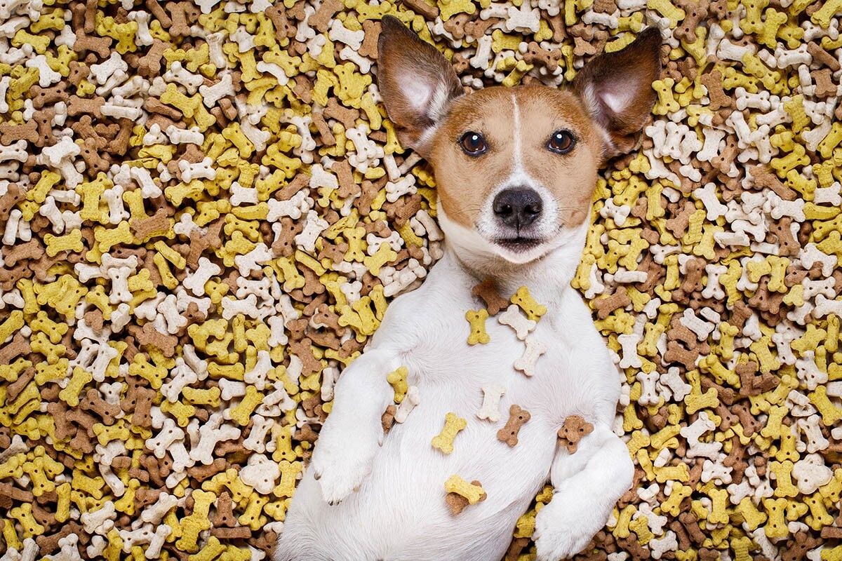 Кажется, так выглядит собачий рай. Источник: Javier Brosch / Shutterstock / FOTODOM📷
