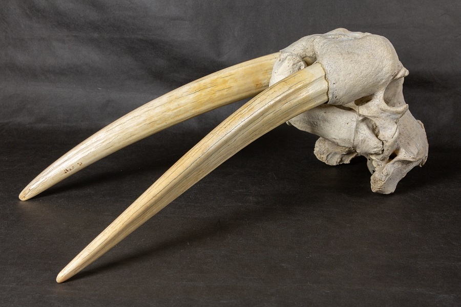 Череп моржа. Экспонат из коллекции Дарвиновского музея.