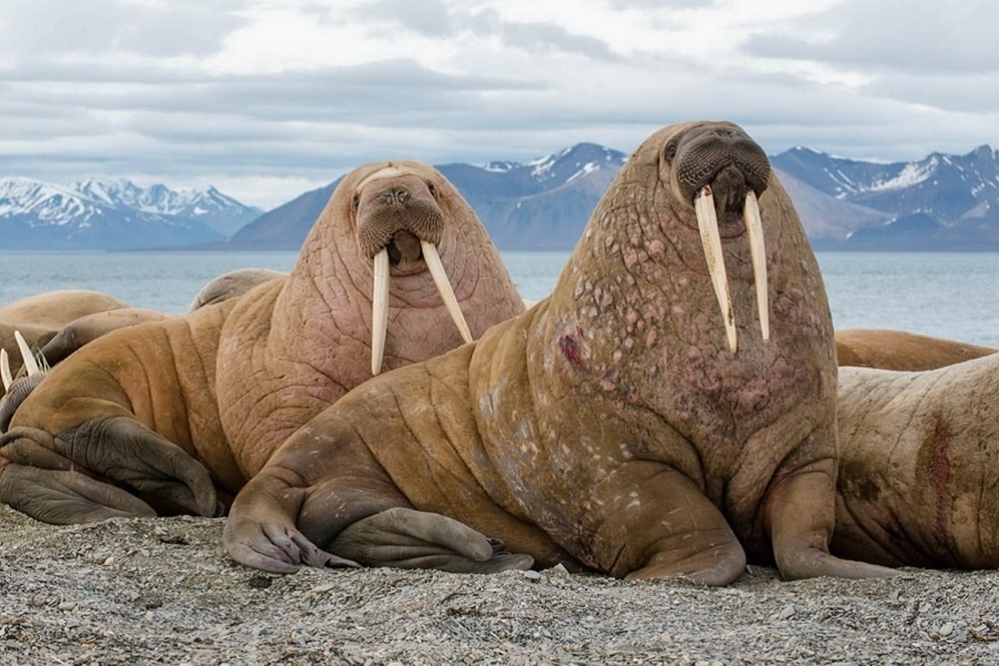 Моржи. Фотография из интернета