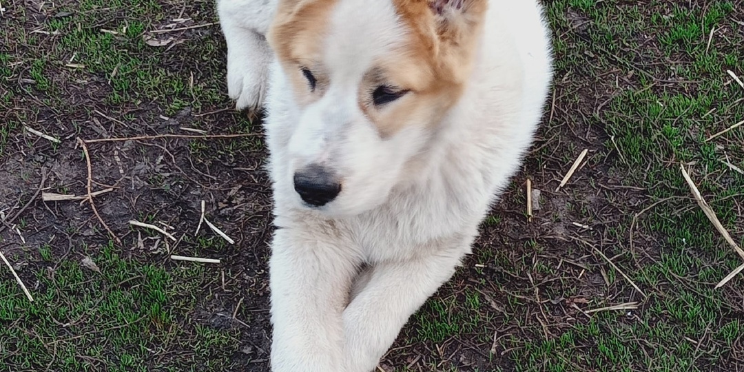 Алабайские байки. Ч... Щенок " для себя" это не приговор.