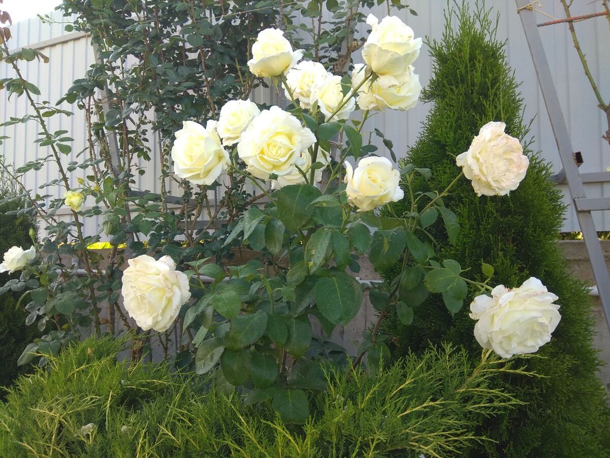 Белая безымянная роза.