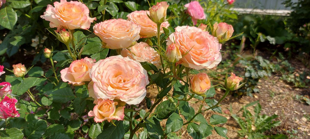 Не Августа Луиза.