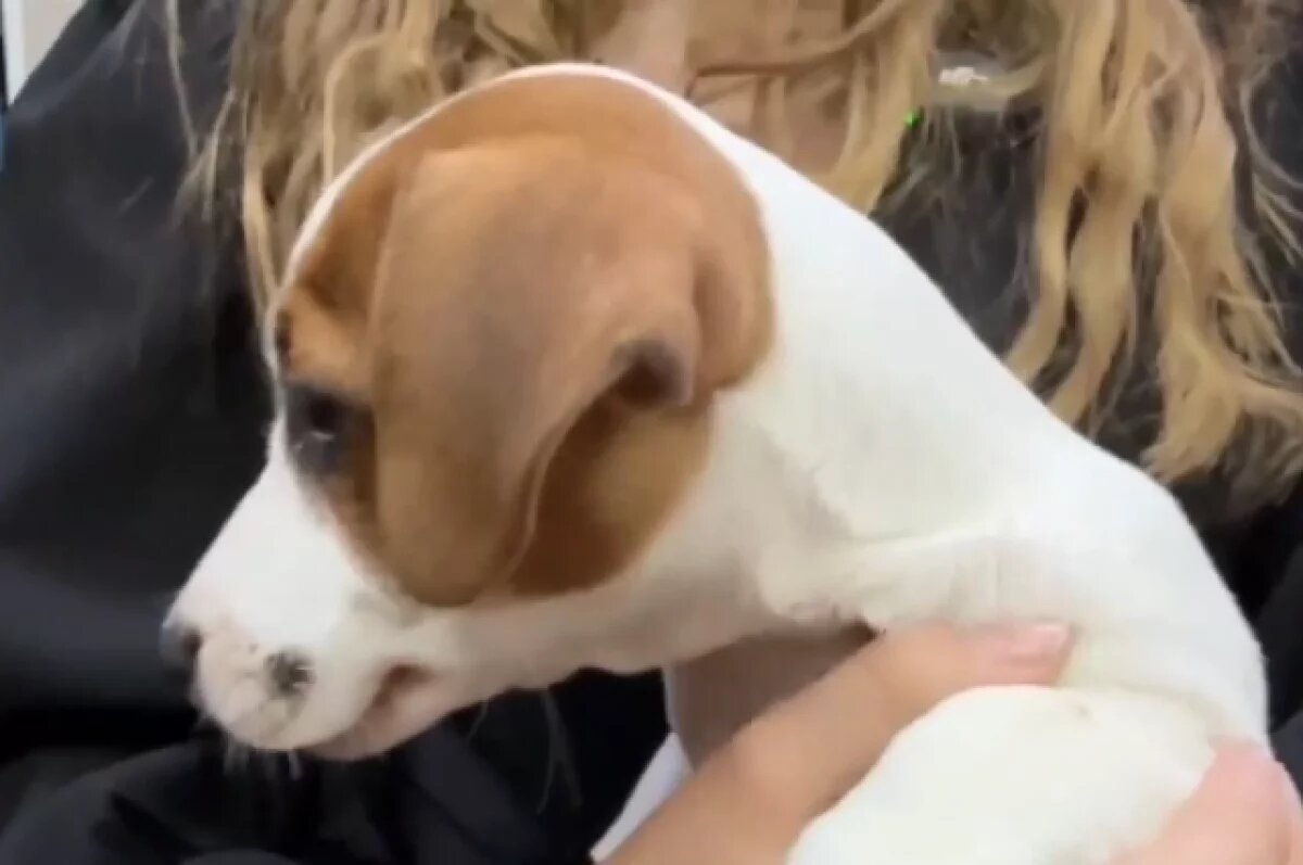    Владимир Путин подарил щенка школьнице из Иркутской области