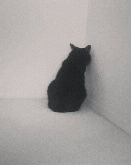 Картинка с интернета. https://ru.pinterest.com/pin/55661745391106144/