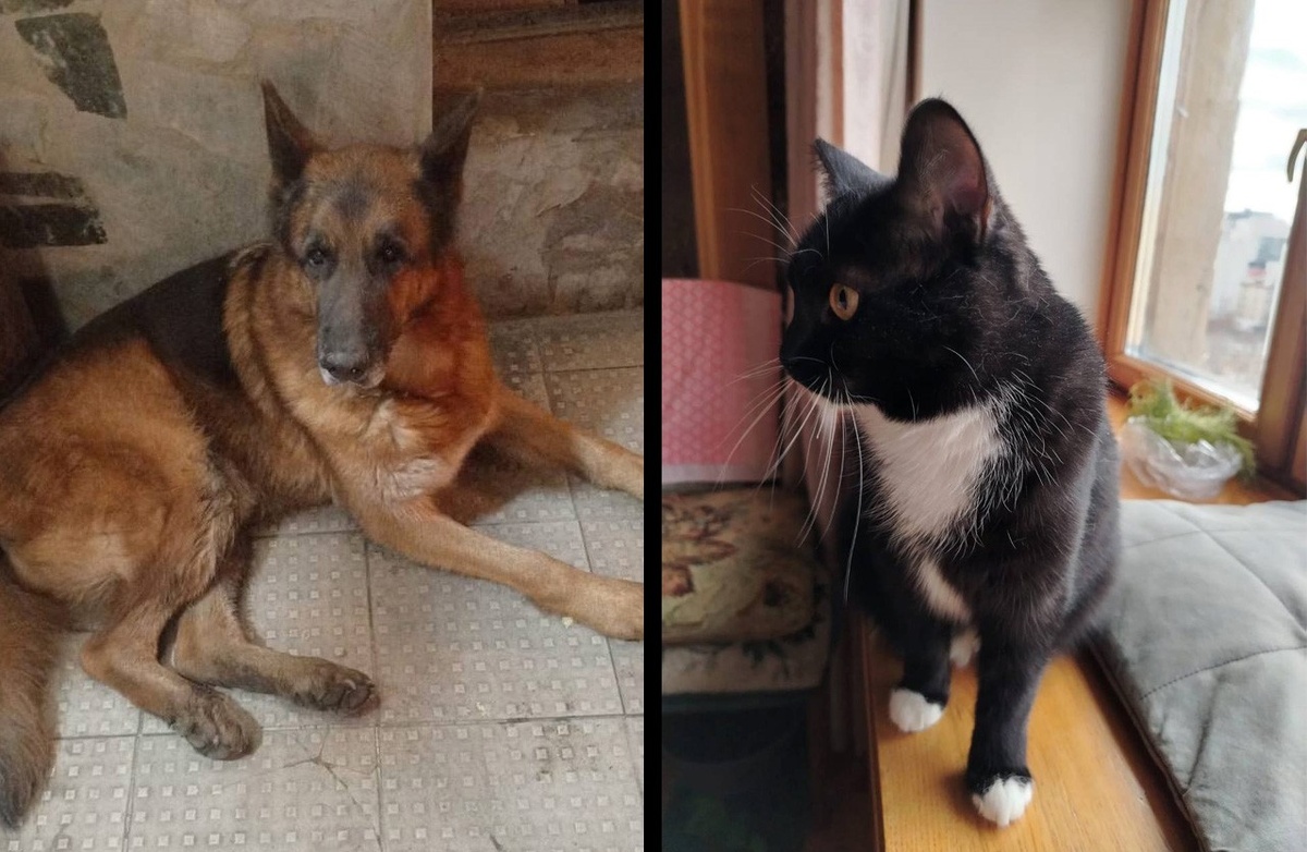     Фото: фонд «ЗооЗащита» / vk.com/zoozahita