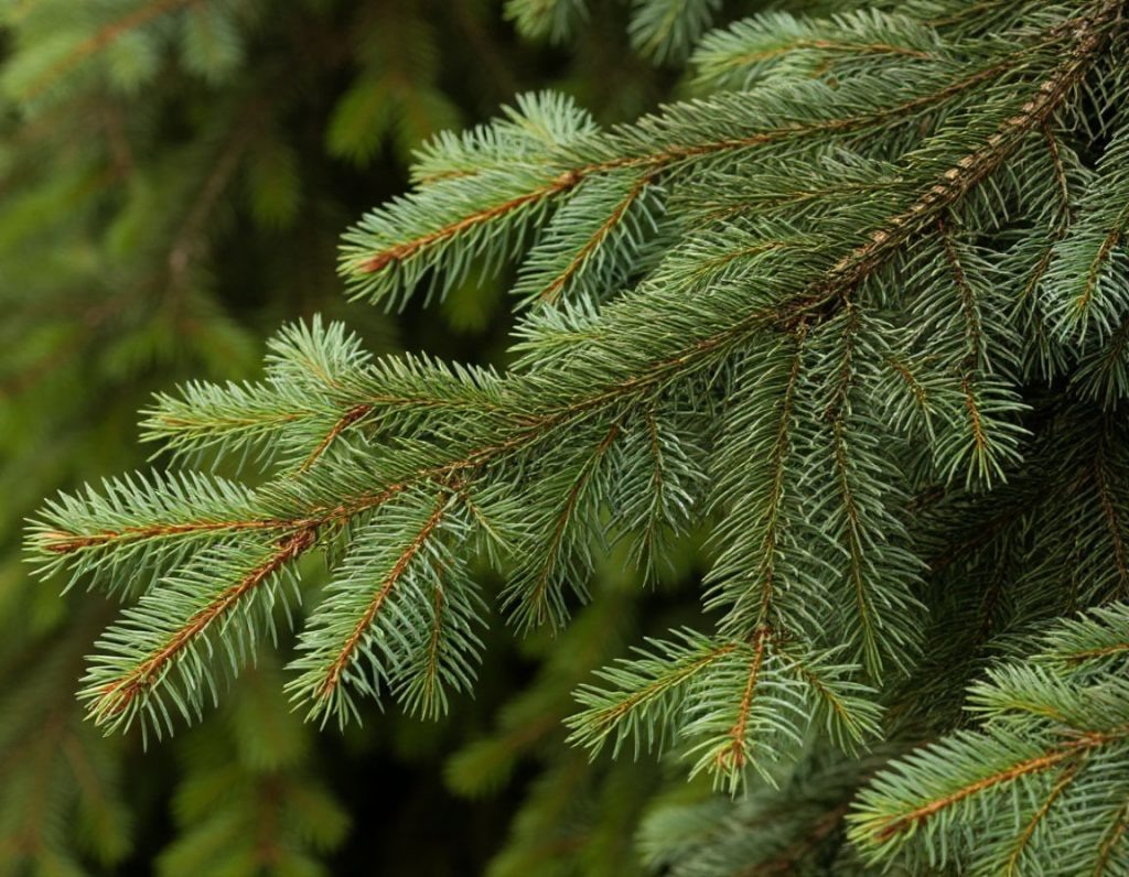    Фото: Шедеврум Редактор