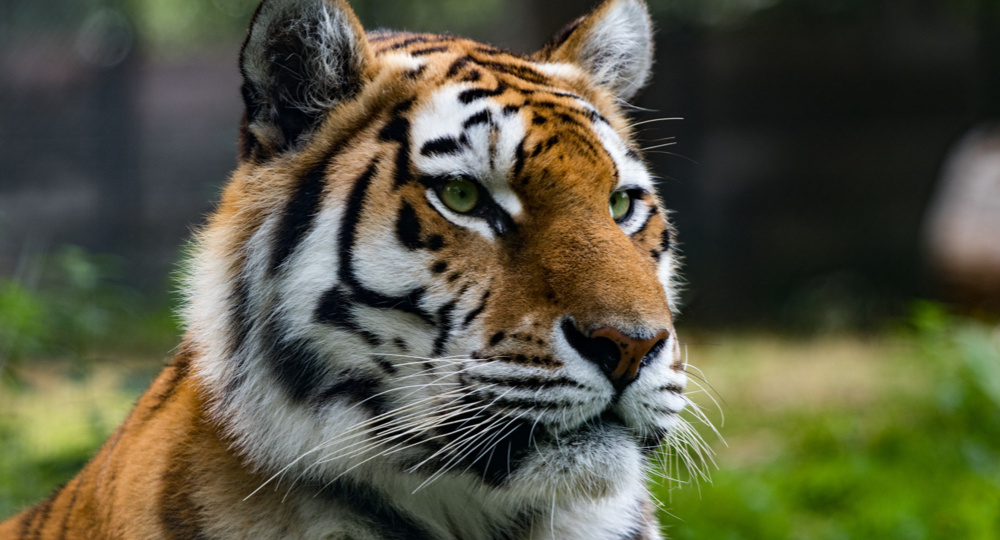 Китайский гороскоп для Тигра на 2026 год от нашего астролога Марианны Басс