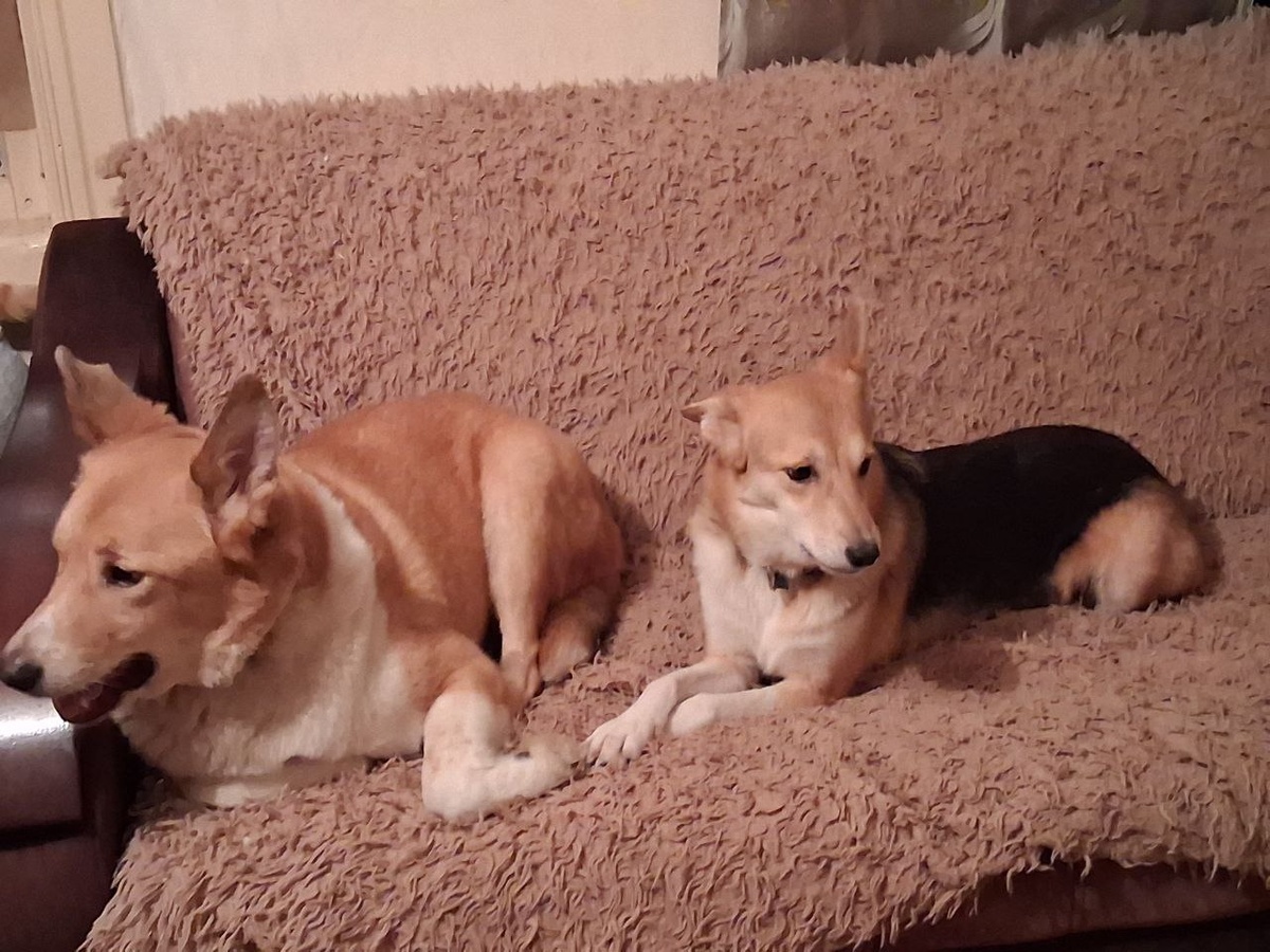 Алиса и Вольт облежали все уголочки нового диванчика