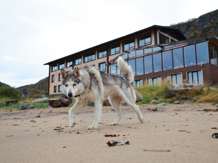     По закону, выгуливать собак можно только на поводке. Фото: архив МК в Питере
