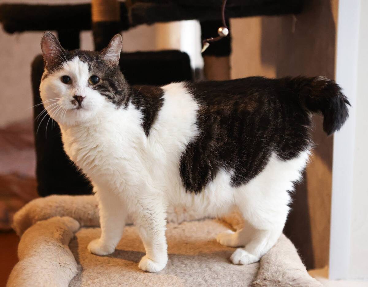 Смотрите, хвост какой у меня, я точно бобтейл