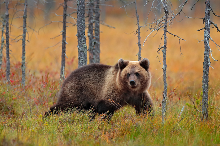    Shutterstock/FOTODOM