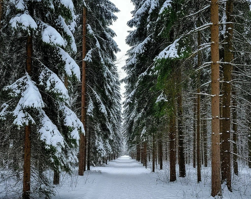 Яндекс картинки