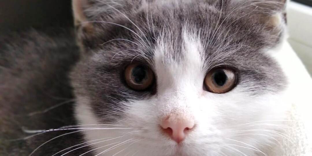 Тиша выживал совсем один