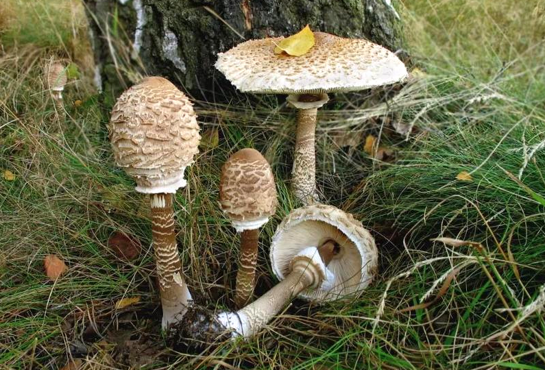 Гриб-зонтик пёстрый