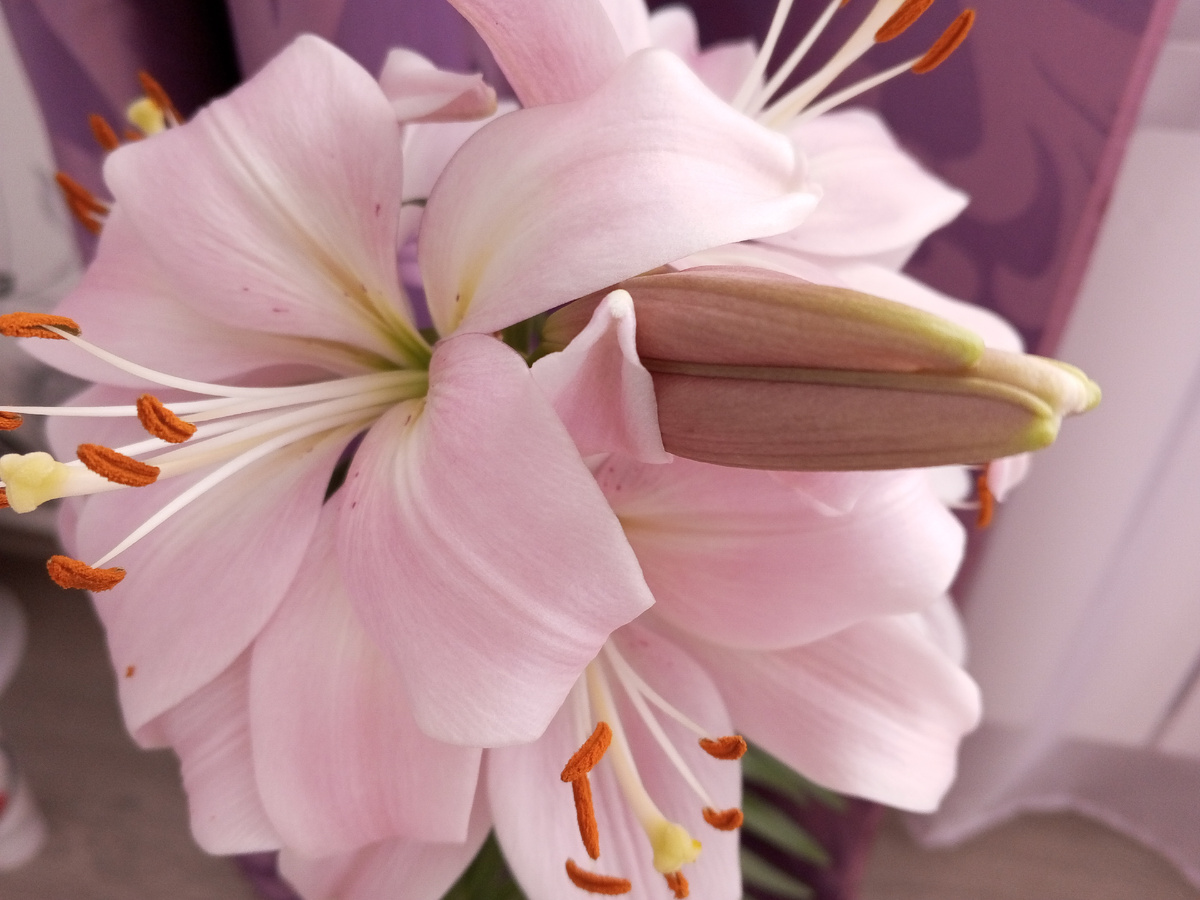 Расцвели лилии после зимней выгонки