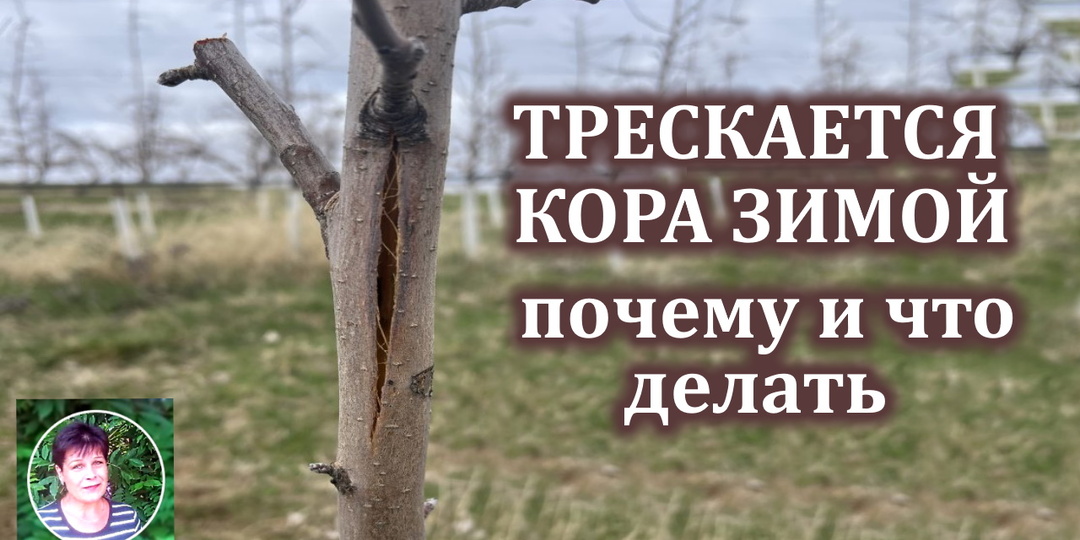 Почему зимой трескается кора на яблонях и грушах — реальная причина, о которой мало кто знает