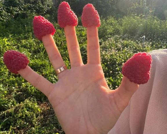 Проверенный метод посадки малины: урожай увеличится в два раза