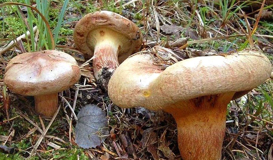 Гриб-Свинушка