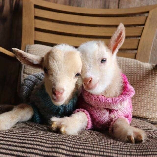 Совместимость