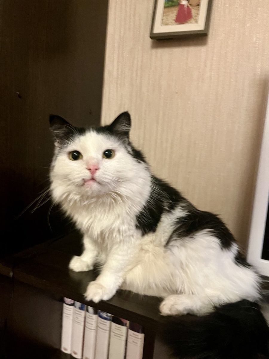 Лизочке нашей надо сейчас только, чтобы кто-то зубенок её очистил от шерсти. Не уверена, что сделала правильно, что зуб не удалила. Все равно он ей мешает. 