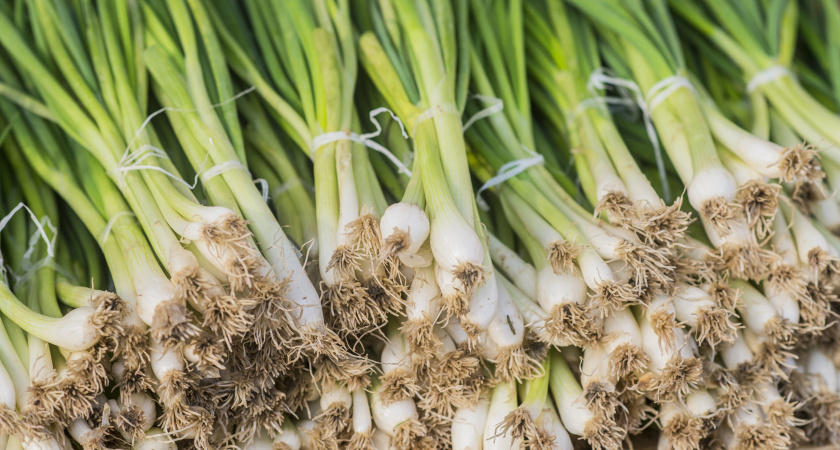    Витамины на окне 24/7: как вырастить зеленый лук в квартире - простой способ с лотком из-под яиц