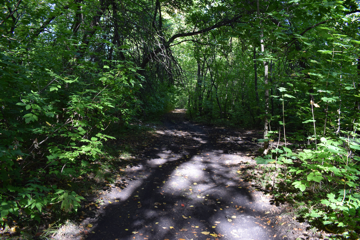 30.08.2020 г. я пошла за яблоками .