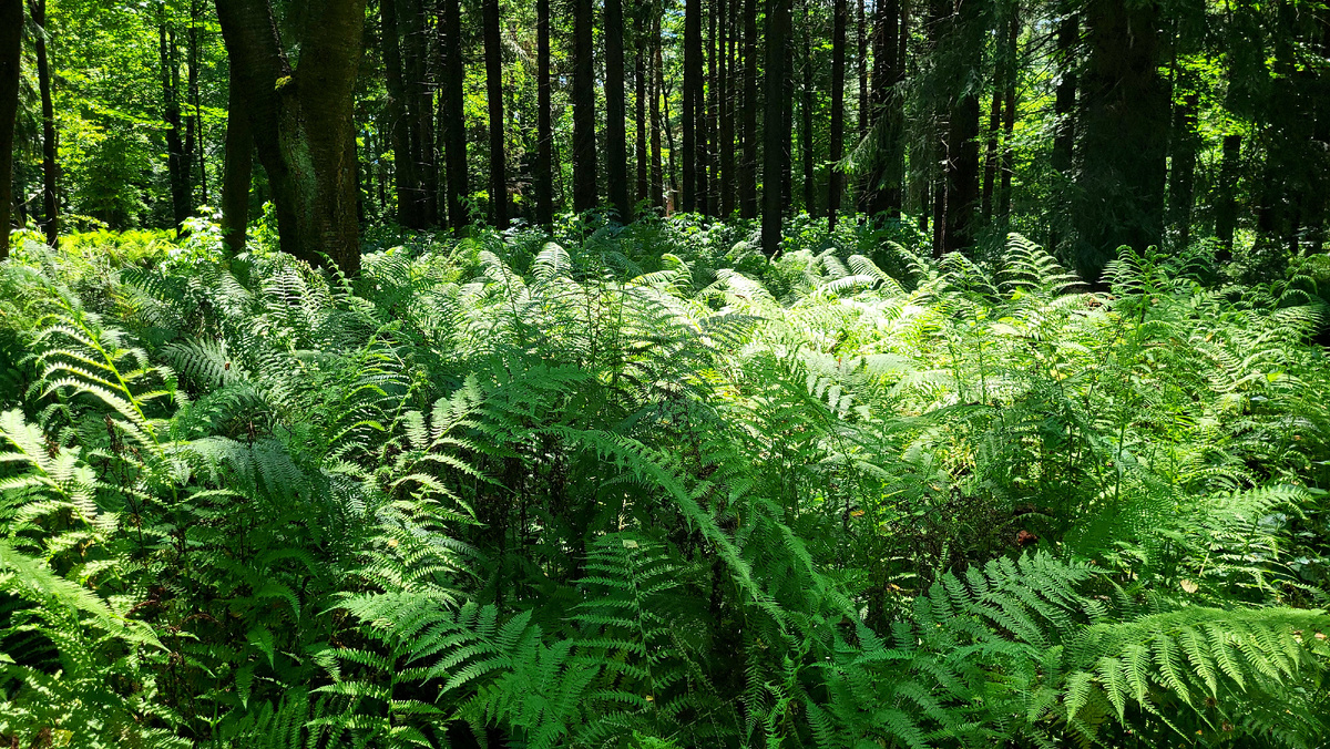 Как в джунглях😁
