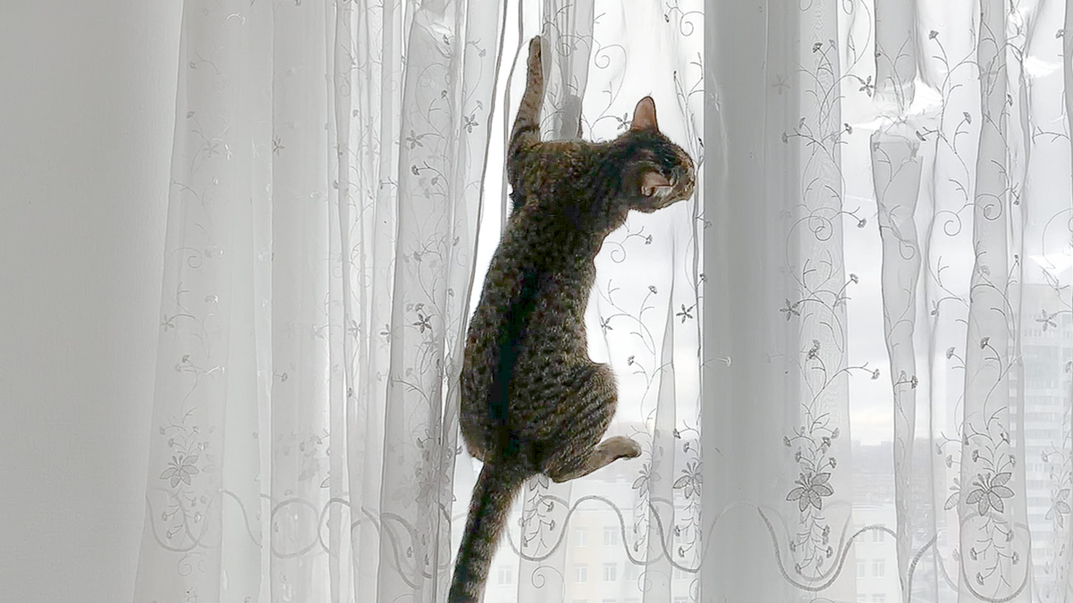 Лана - креативный дизайнер по шторам. Приём заказов открыт))