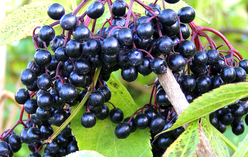 Ягода-Бузина