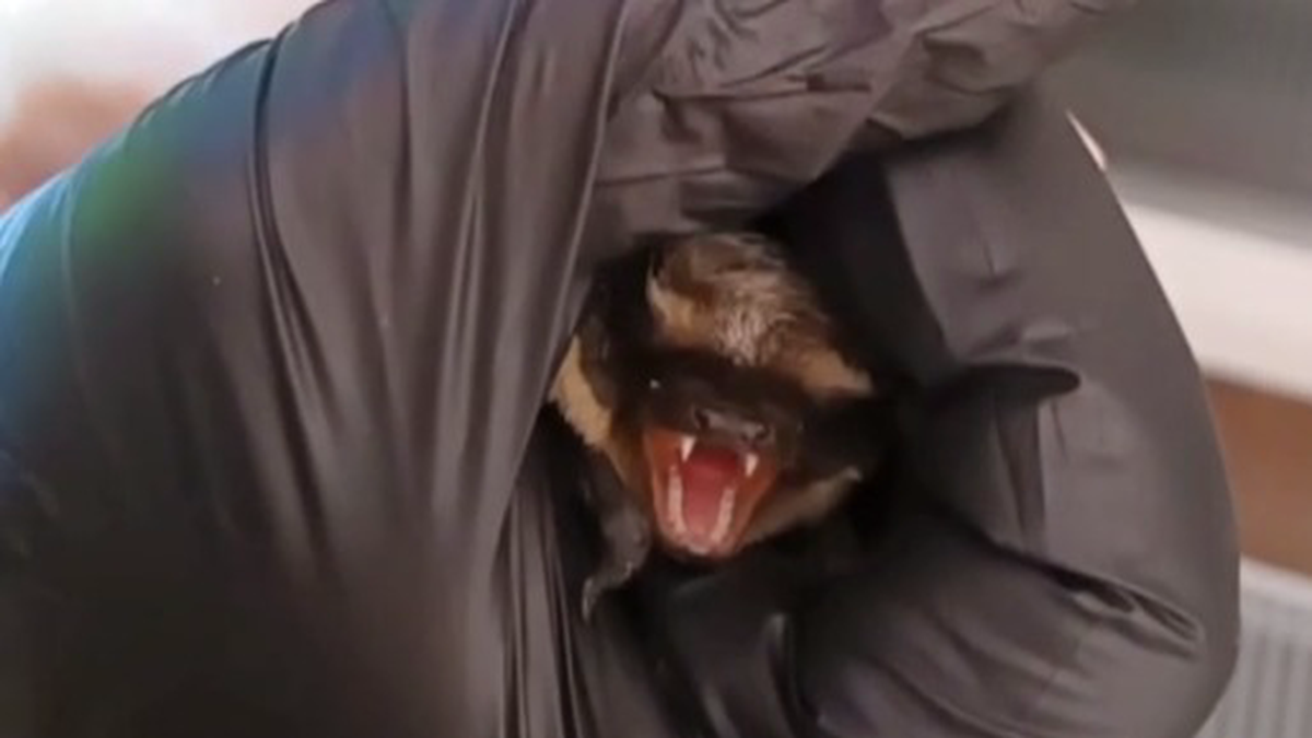    Фото: Скриншот видео / Осторожно, Москва / Telegram