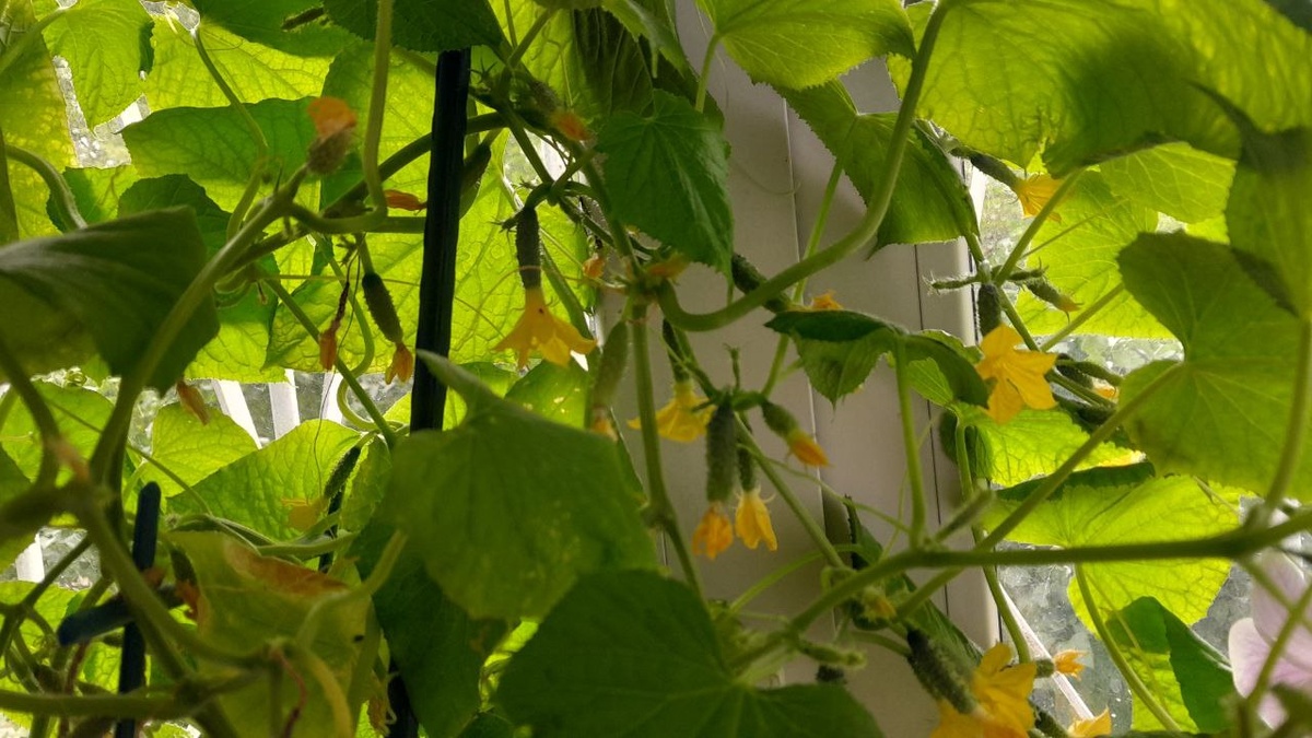 Вдохновлялась вот этими огурцами на окне у подруги