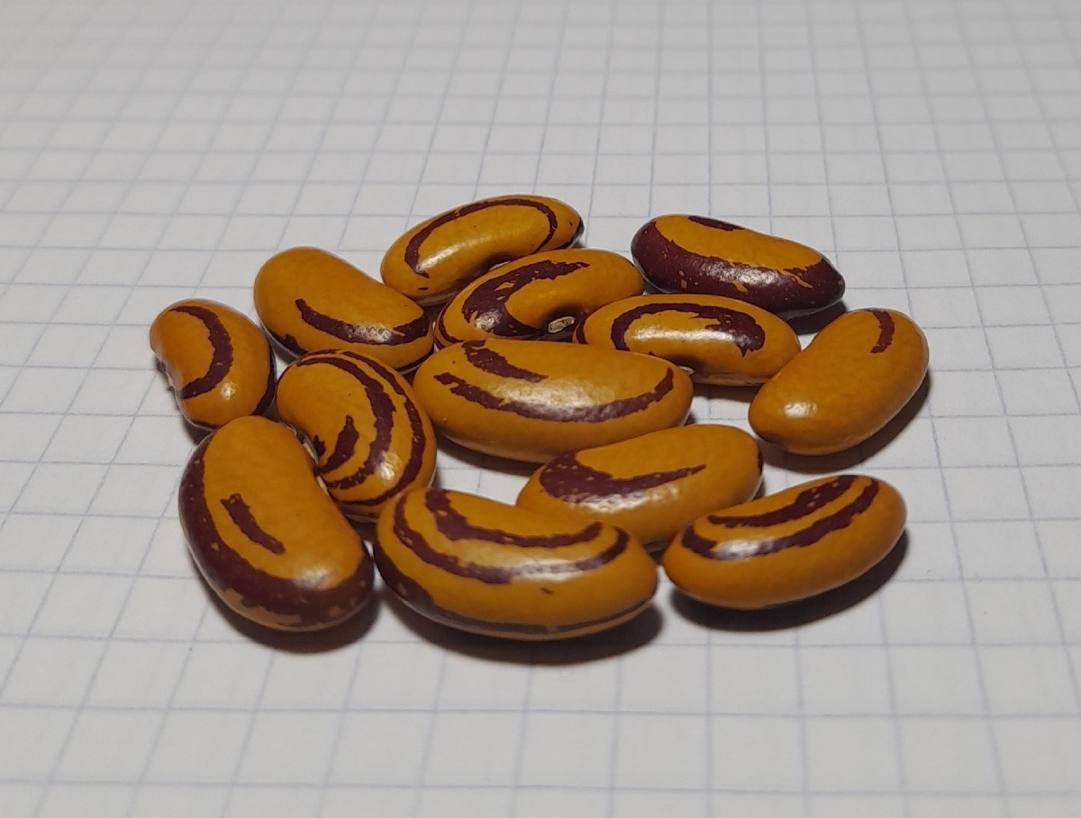 Фасоль Глаз Тигра