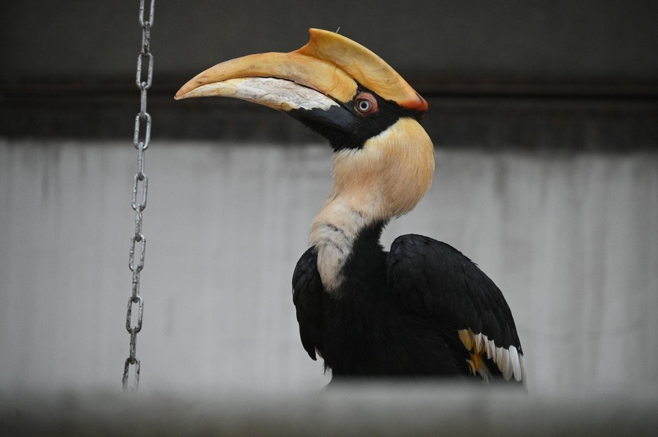    Знаменитая птица-путешественница Шанти. Алексей БУЛАТОВ