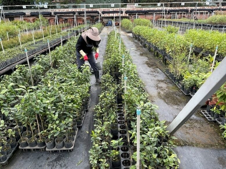 Камелия формозская в лесу и в питомнике. www.foodnext.net