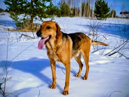 Фото из интернета выжлец русской гончей.