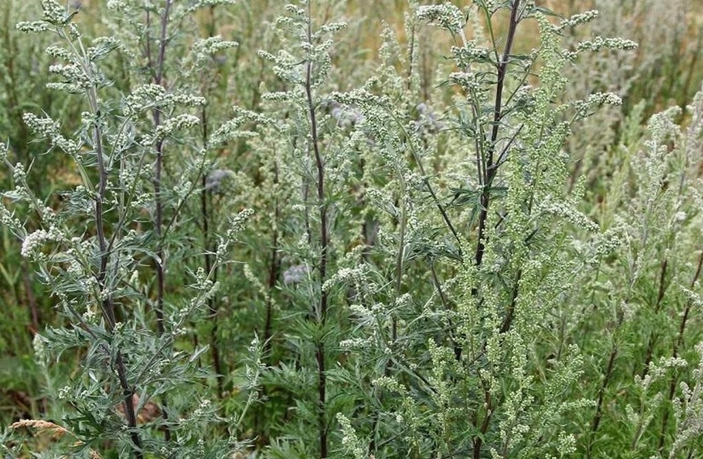 Заросли дикой полынм