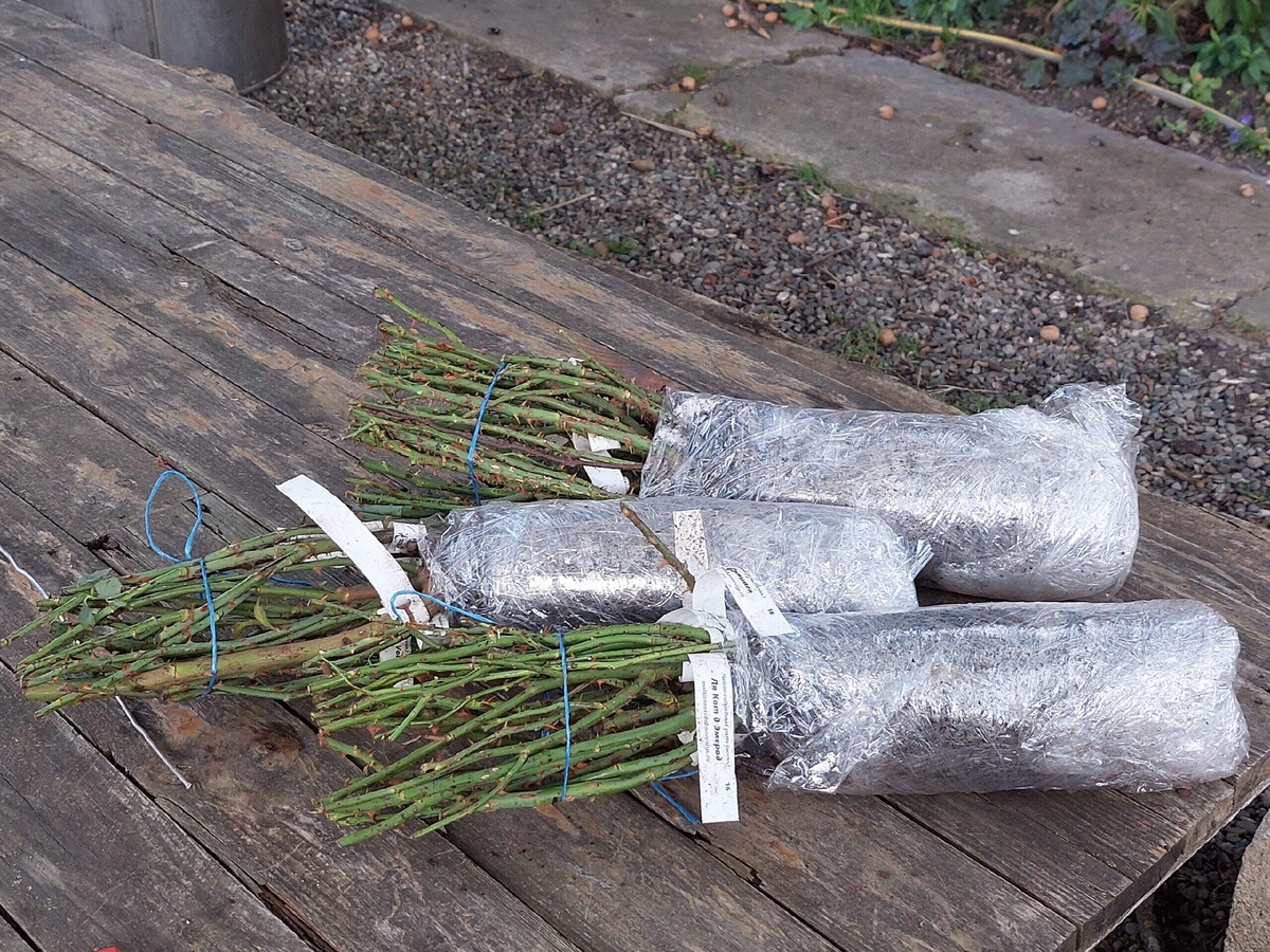 саженцы питомника "Розы Вдохновения"